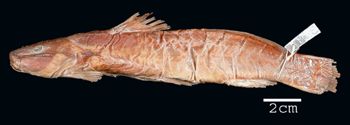 Media type: image; Ichthyology 8196